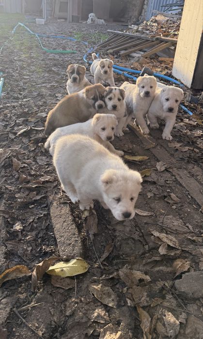 Страхотни кутрета Сао алабай