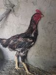 Dakan xoʻroz sotiladi