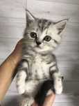 Котенок-мальчик