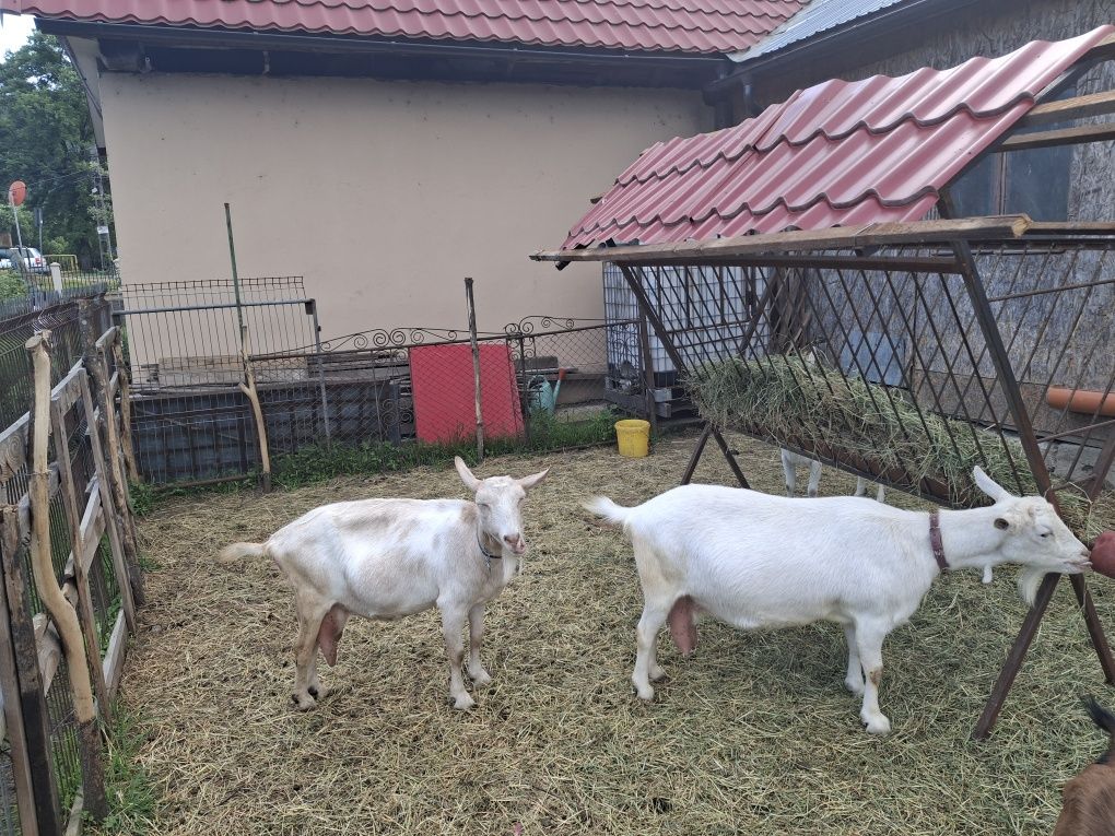 Capre sanenn  șut genetic
