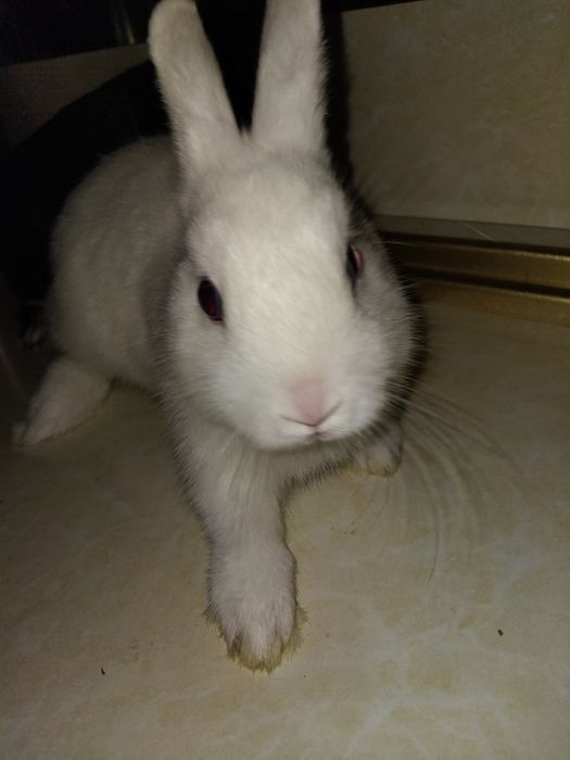 Karlik quyonlar uy ichida boqsa bo'ladi domda ham boqsa bo'ladigan