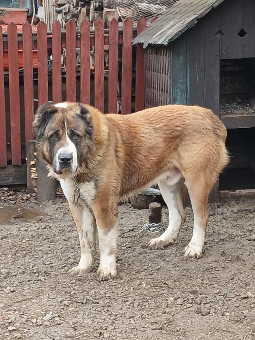 Vând mascul Asia Centrală