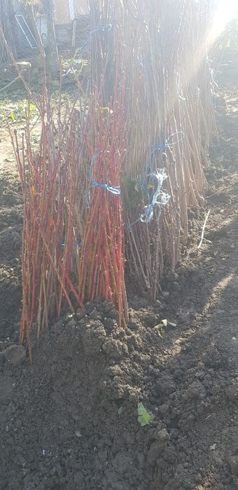 Продавам овощни дръвчета