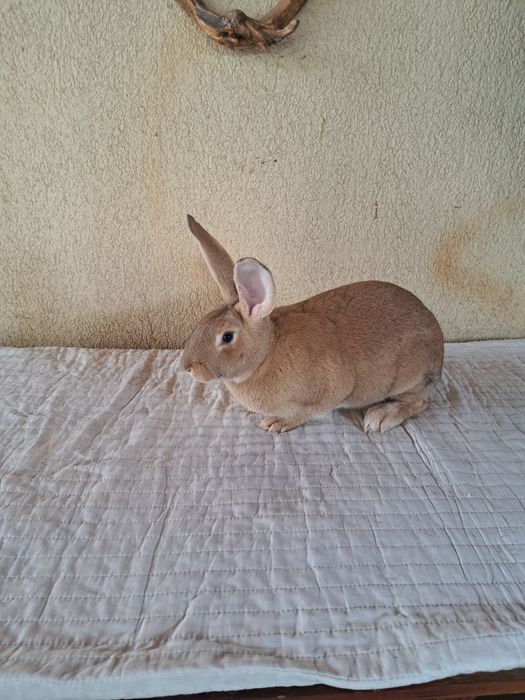 Femele hycole francez 5 luni