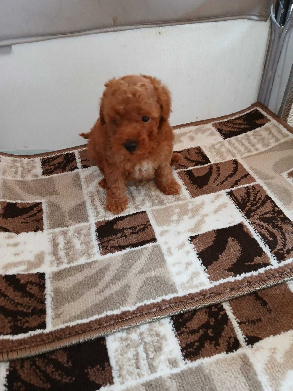 Pui Pudel Toy red
