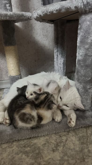 Отдам котят и кошку в добрые руки