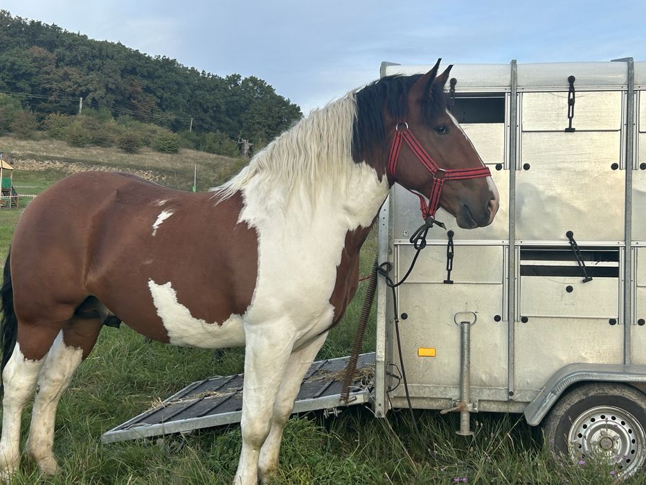 Manz de 2 ani tarcat semigreu