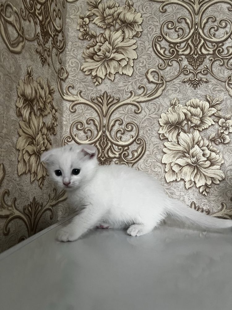 Кошка Скоттиш фолд