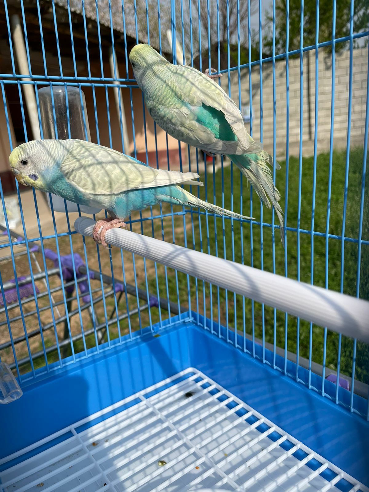 Продам пара радужный  папугай с клеткой