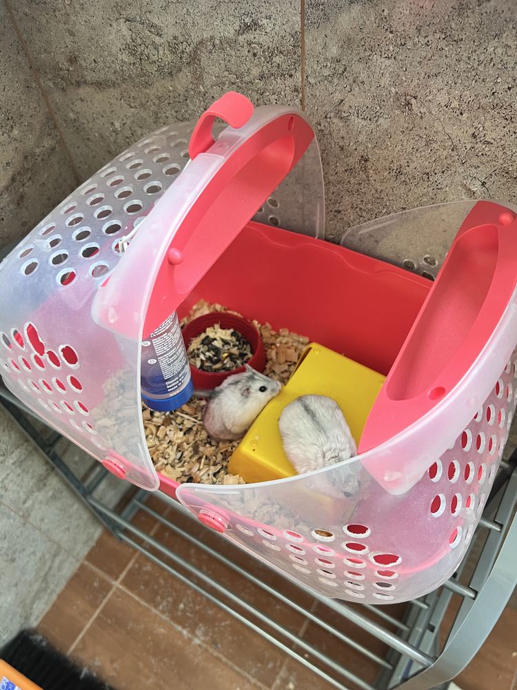 Se vand 2 hamsteri cu tot cu cusca