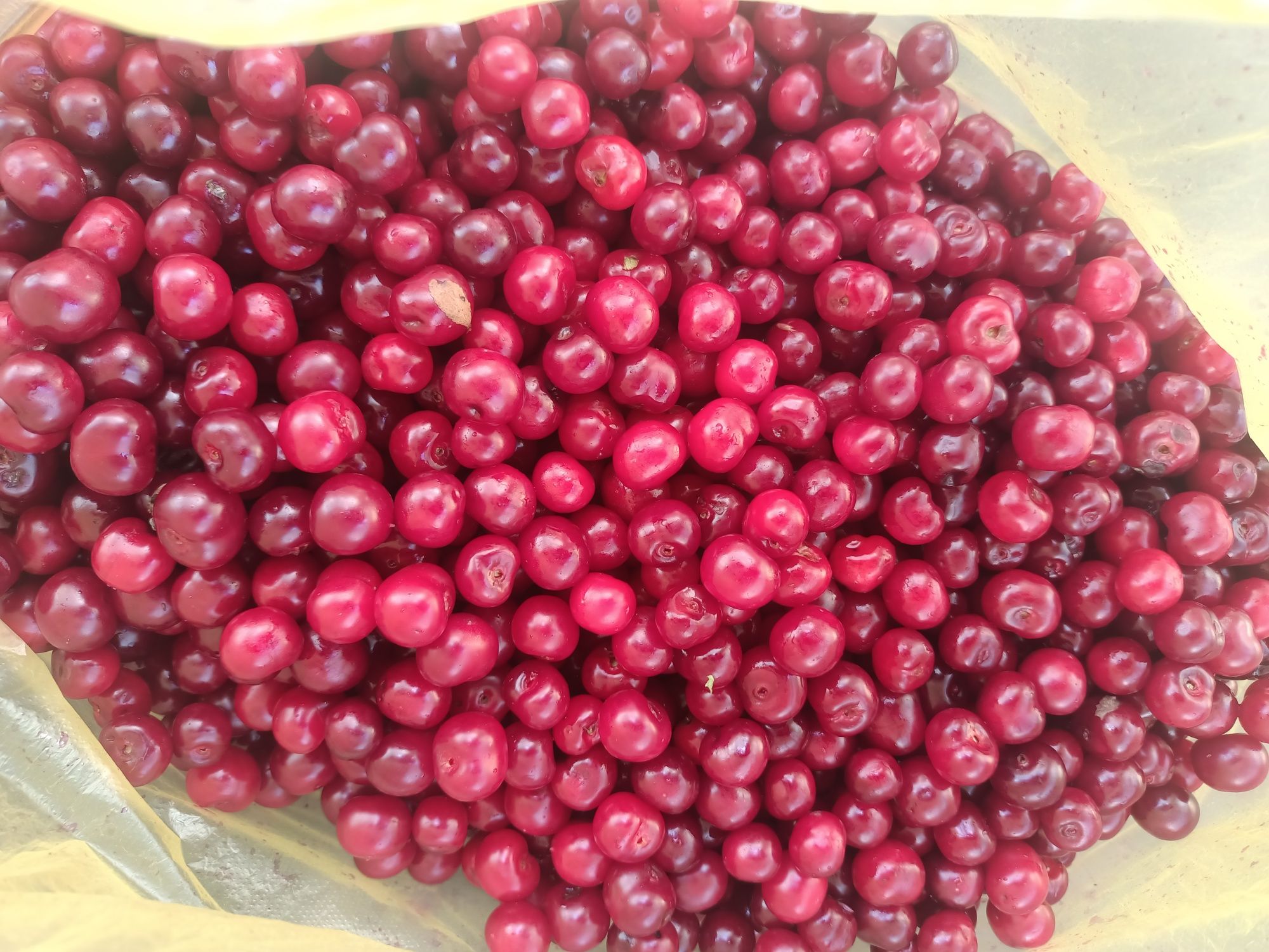 Продам спелую вишню .