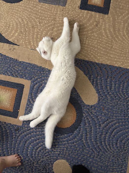 Бесплатно кот шотланский порода