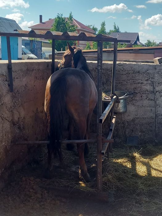 Продам кобылу жирную