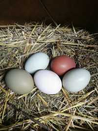 Свежие куриные крупные домашние яйца