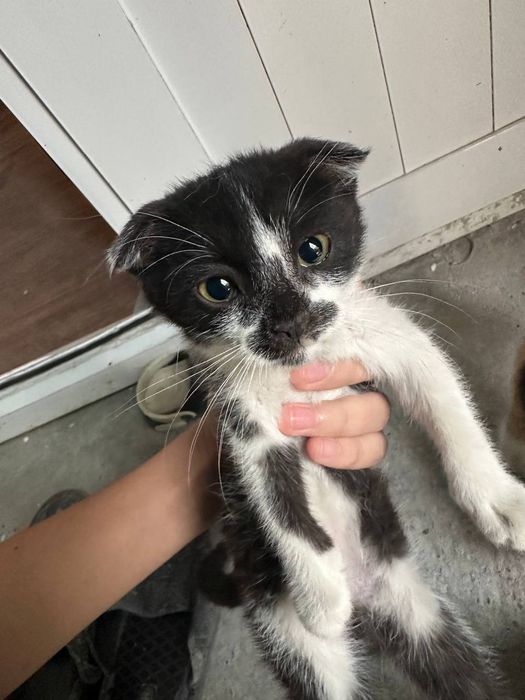 Отдам котят в хорошие руки