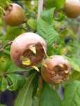 Mosmon mespilus.