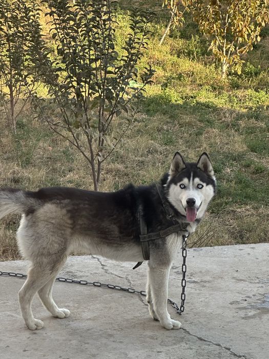 Хаски 1 йошар тозза