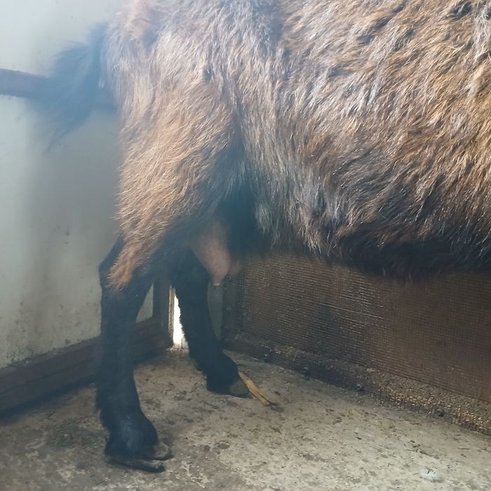 Capră Alpină Franceză