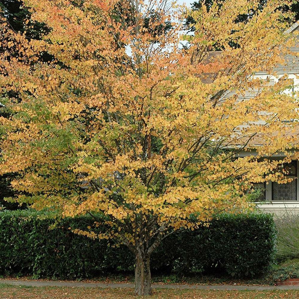 Arborele de Zahar Katsura (Miros De Caramel )
