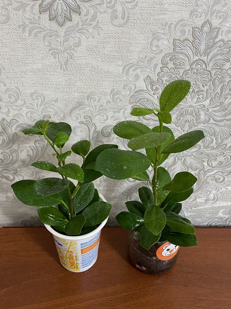Фикус Мокламе Миллионерша