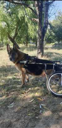 Cărucior pentru câine paralizat