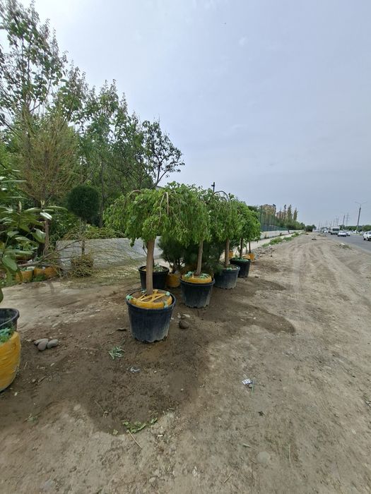 Xarxil turdagi manzarali ko‘chatlar