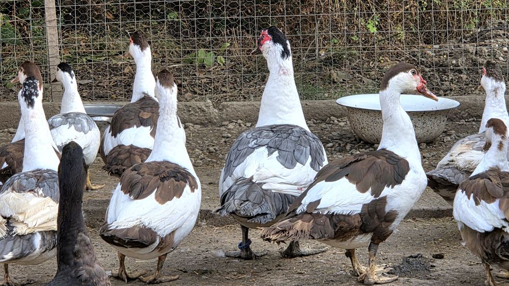 Rate lesesti (mute) cotofana. Diaponibile 2 culori