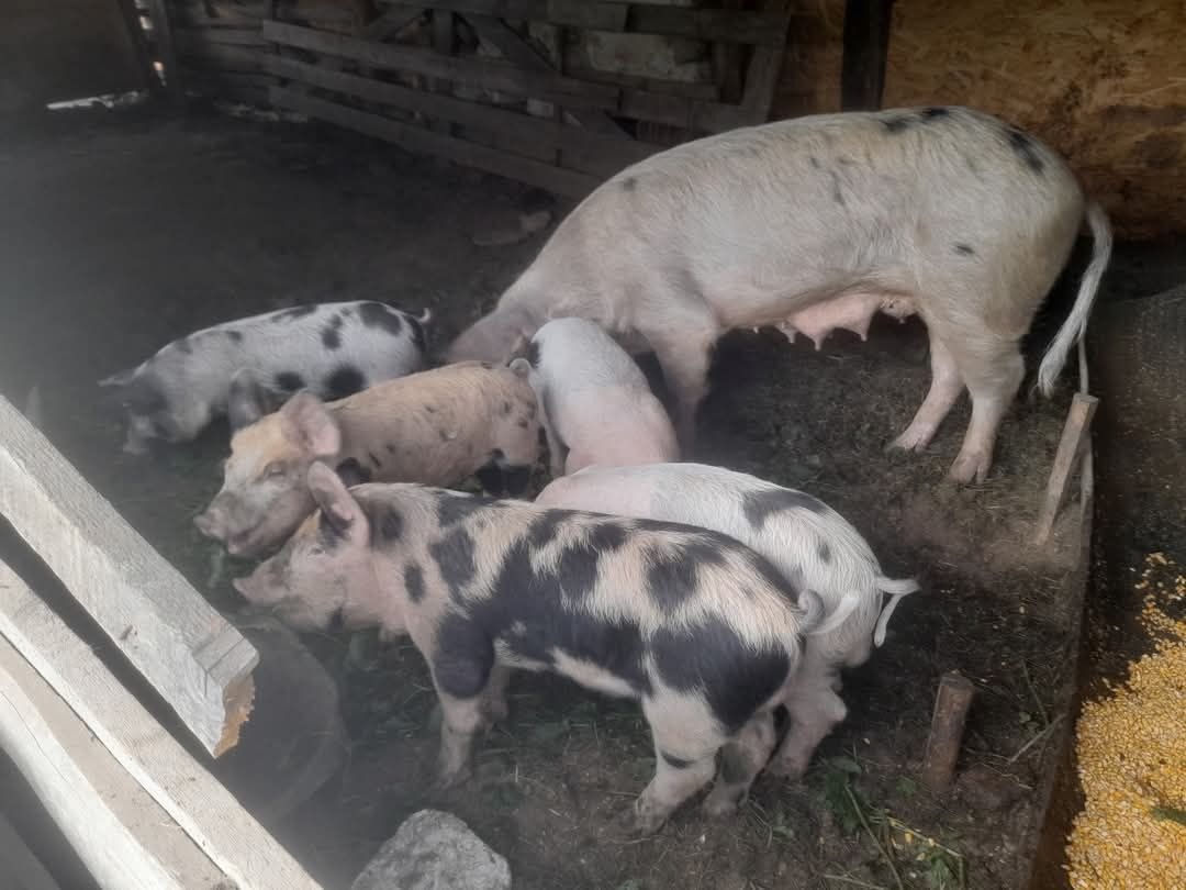 Ouă de gâscă pentru incubat