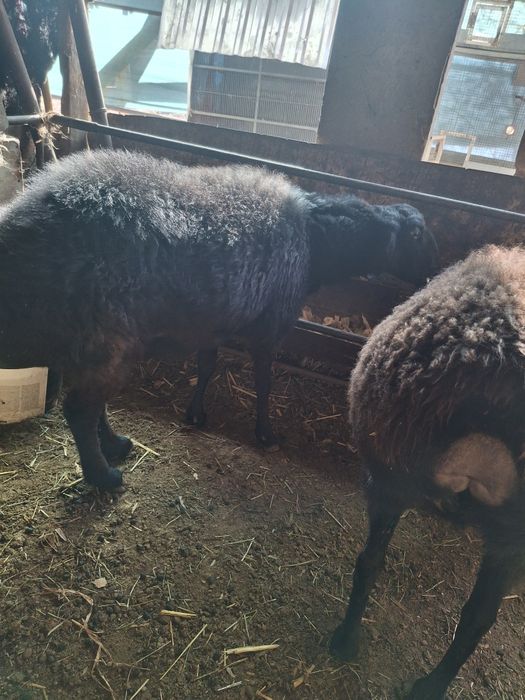 Qo'ylar 2 ta ( Bõgʻoz)