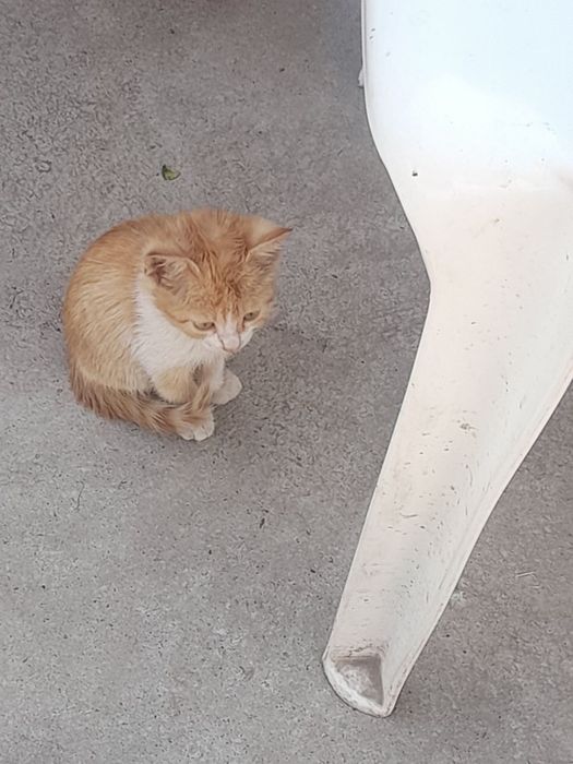 Отдаю котят в добрые руки