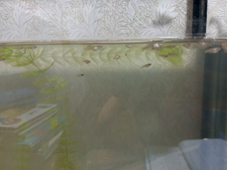 Продам мальков гуппи