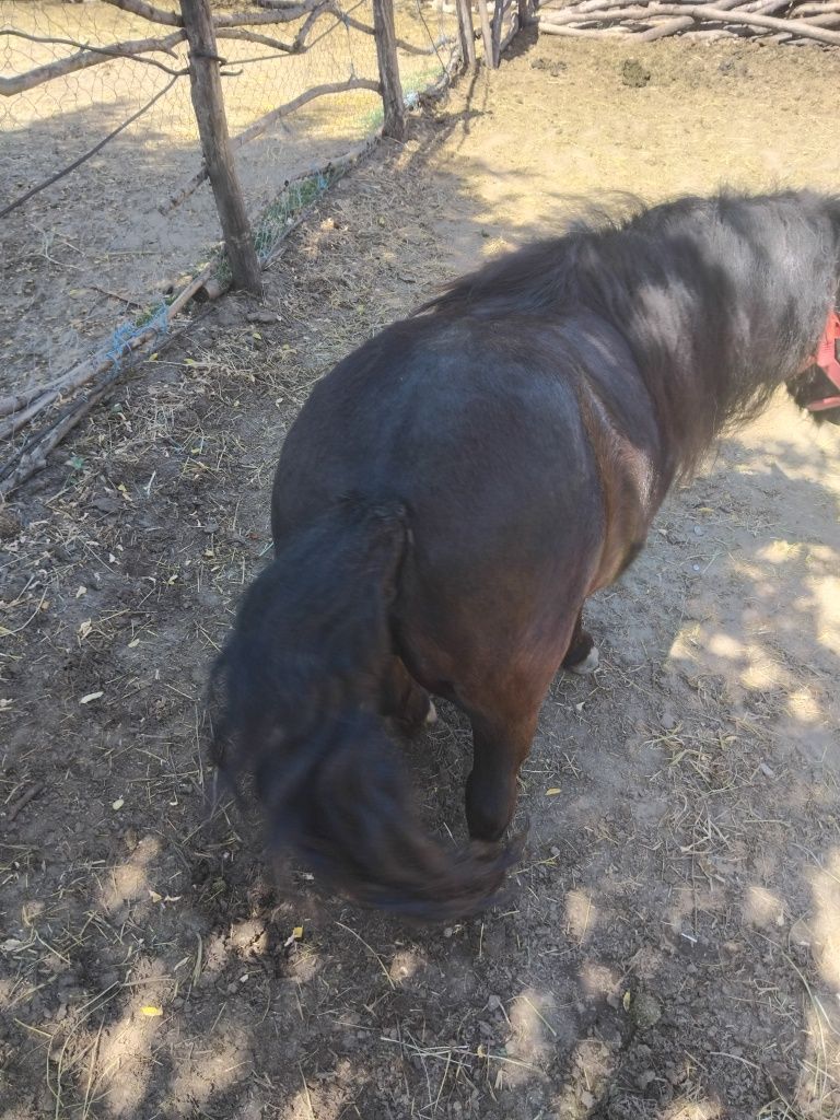 Ponei de vânzare