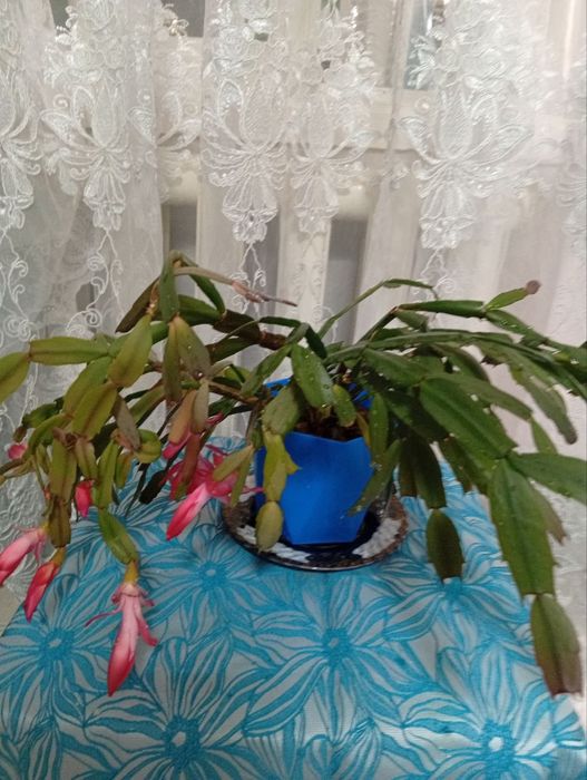 Шлюмбергер комнатное растение