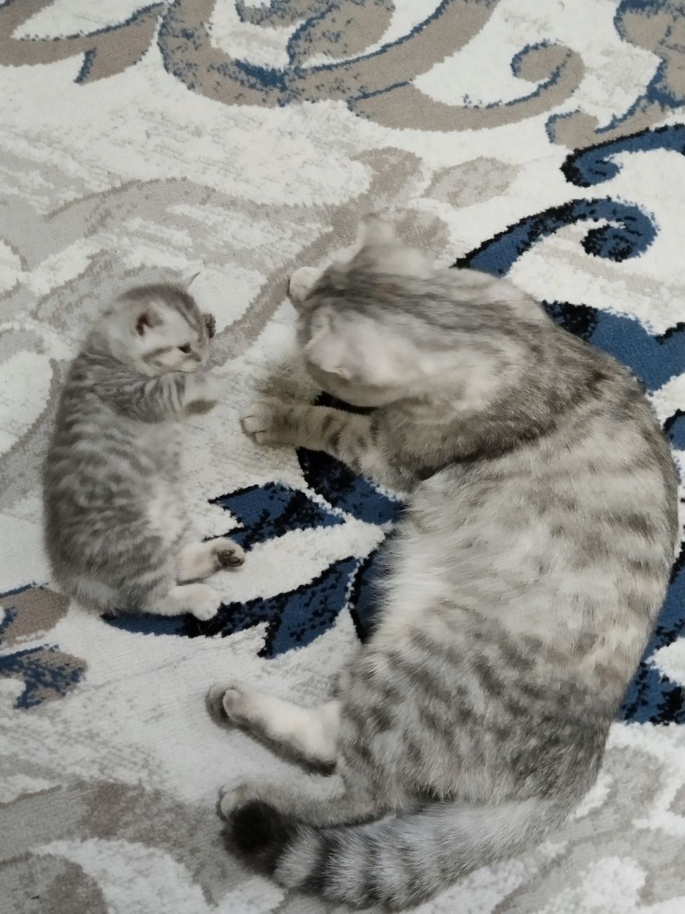 Британский Шиншилла Котята