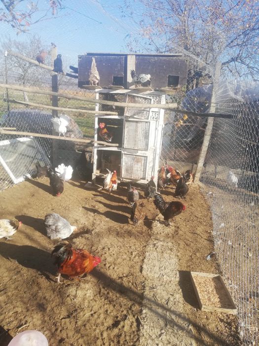 Vand cocosi iopan tineri