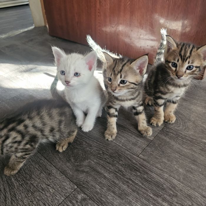 Мушуклар бекорга