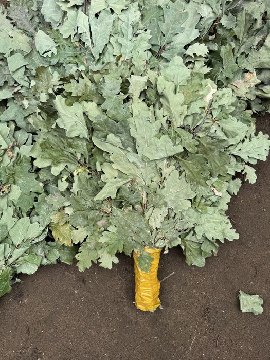 Продам веники дубовые