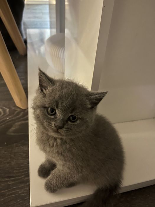 Британска късокосместа