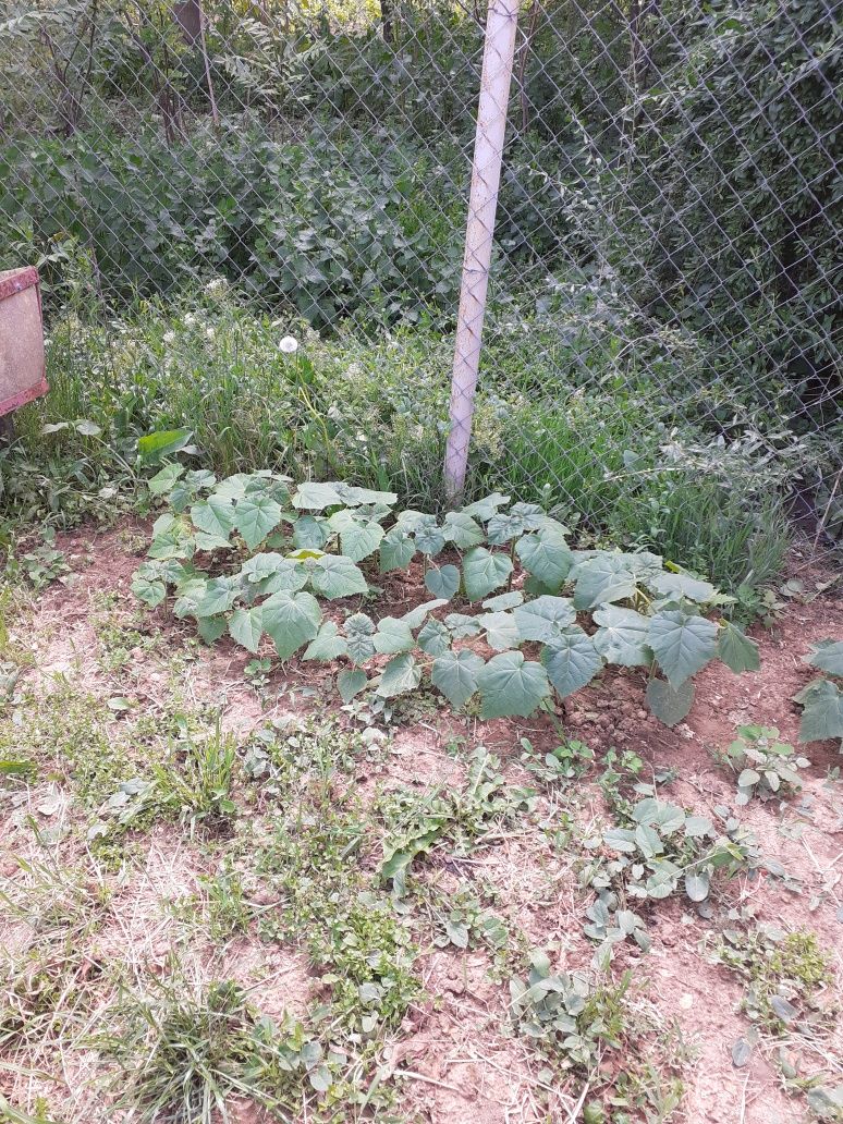 Butasi PAULOWNIA Tomentosa