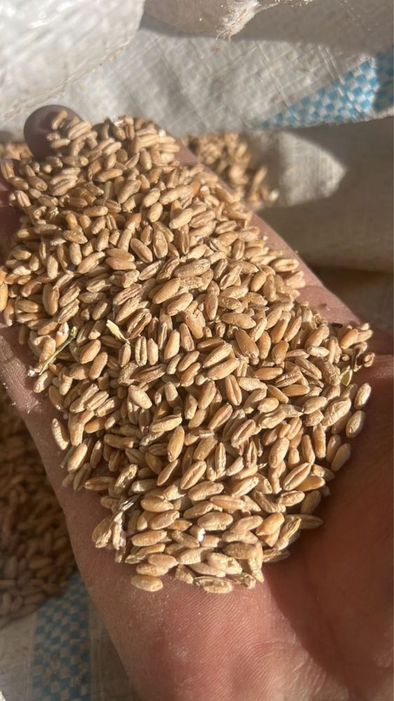 Отруби Пшеница Кукуруза Ячмень