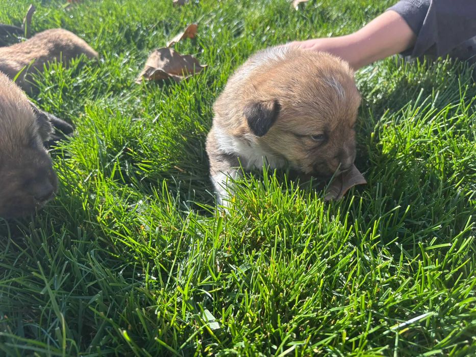 Ofer spre adoptie 7 catelusi super simpatici