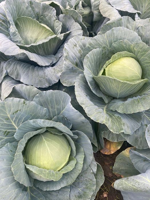 Vând varză hibrid escazu