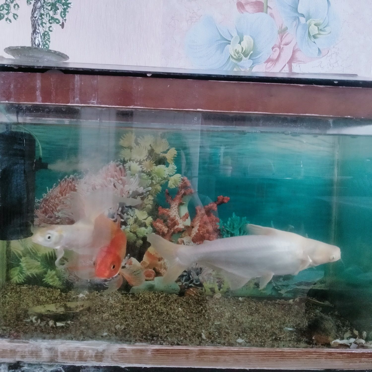 Продам аквариум вместе с рыбами 120 литров  цена 50000