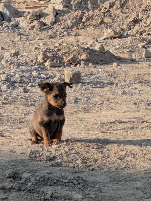 Отдам даром 2 месячных щенков