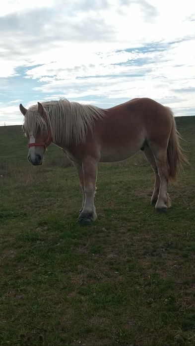 Vând un mânz de un an și șase luni