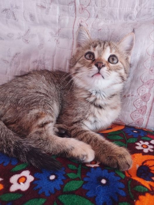 Яхши кулларга бераман домашний мушук