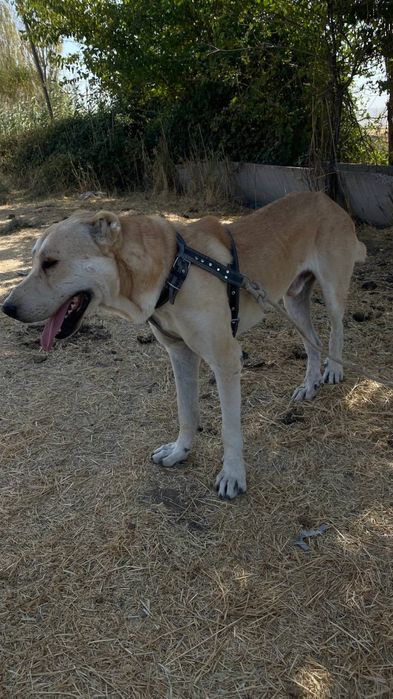 It sotladi 5 yosh yaxshi urshadi