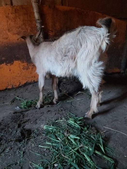 Vand ied foarte cuminte mai multe detali in privat
