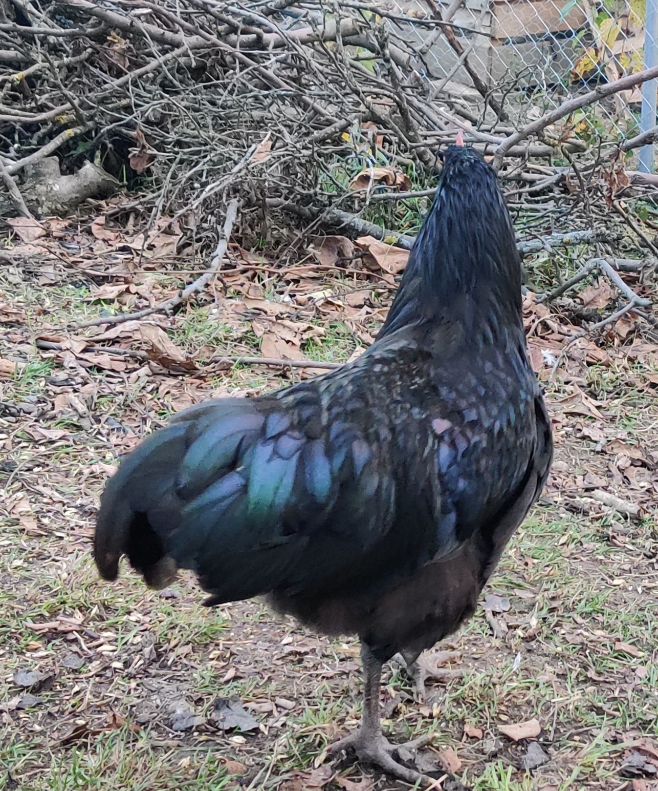 Vând cocoși Australorp și Brahma