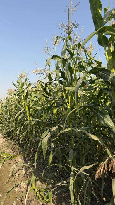 Silos sotiladi o'rishga tayyor 5ga